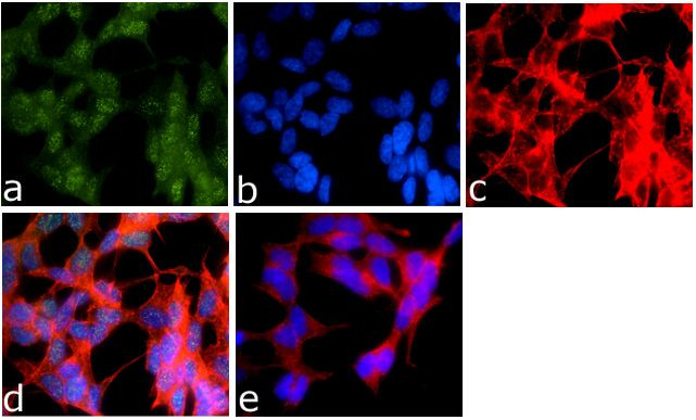 Phospho-PTEN (Ser370) Antibody in Immunocytochemistry (ICC/IF)