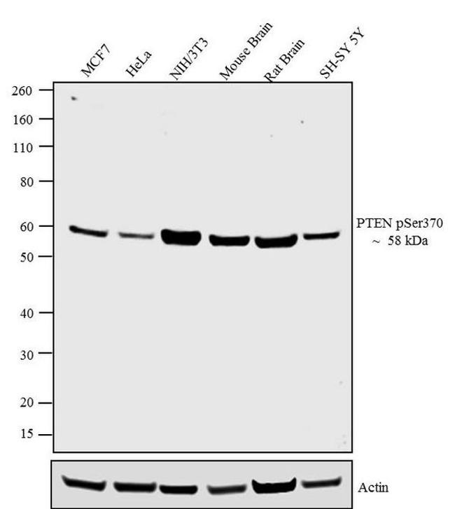 Phospho-PTEN (Ser370) Antibody in Western Blot (WB)