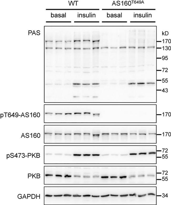 Phospho-AS160 (Thr642) Antibody in Western Blot (WB)