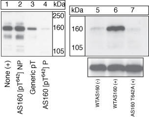 Phospho-AS160 (Thr642) Antibody in Western Blot (WB)