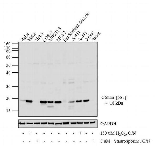 Phospho-Cofilin (Ser3) Antibody in Western Blot (WB)