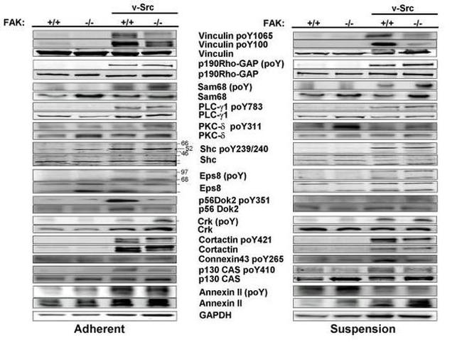 Phospho-SHC (Tyr239, Tyr240) Antibody in Western Blot (WB)