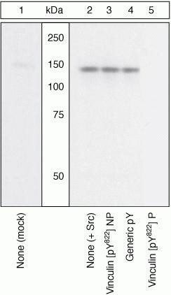 Phospho-Vinculin (Tyr822) Antibody in Western Blot (WB)