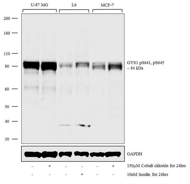 Phospho-GYS1 (Ser641, Ser645) Antibody