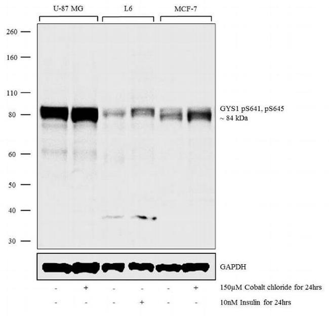 Phospho-GYS1 (Ser641, Ser645) Antibody in Western Blot (WB)