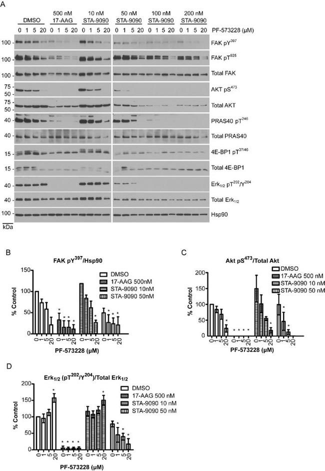 PRAS40 Antibody in Western Blot (WB)