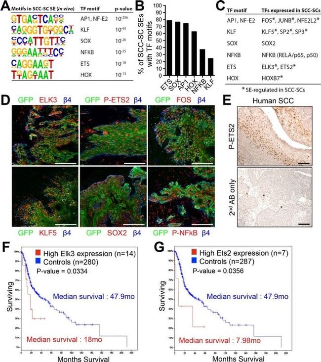 Phospho-ETS2 (Thr72) Antibody in Immunohistochemistry (Paraffin) (IHC (P))