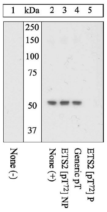 Phospho-ETS2 (Thr72) Antibody in Western Blot (WB)