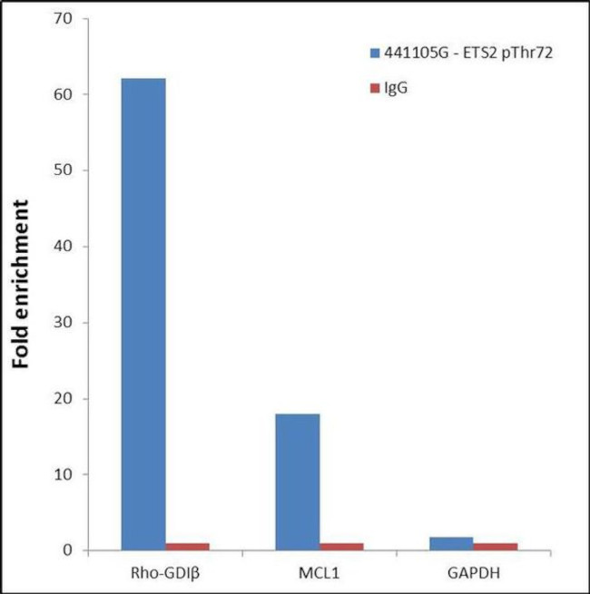 Phospho-ETS2 (Thr72) Antibody