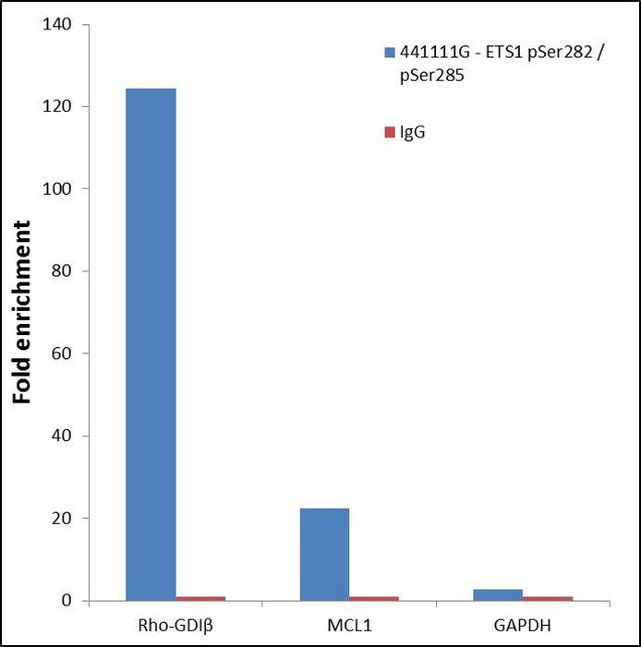 Phospho-ETS1 (Ser282, Ser285) Antibody in ChIP Assay (ChIP)