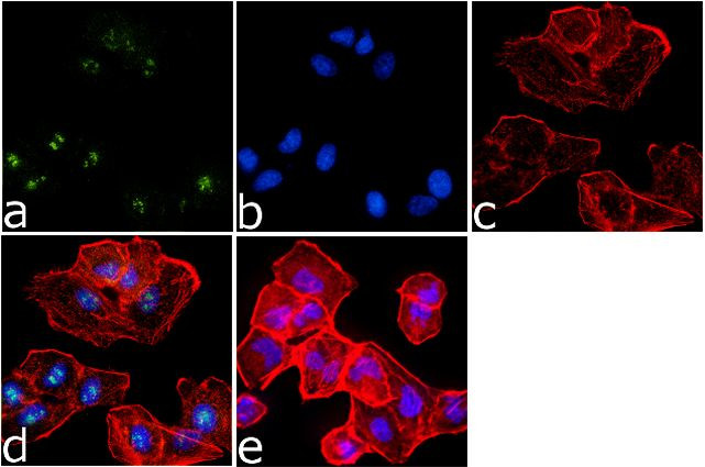 Phospho-ETS1 (Ser282, Ser285) Antibody in Immunocytochemistry (ICC/IF)