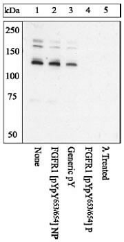 Phospho-FGFR1 (Tyr653, Tyr654) Antibody in Western Blot (WB)