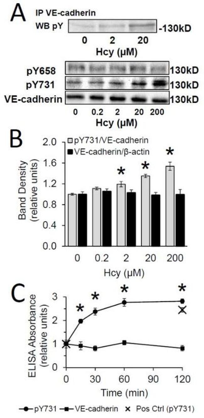 Phospho-VE-cadherin (Tyr731) Antibody in Western Blot (WB)