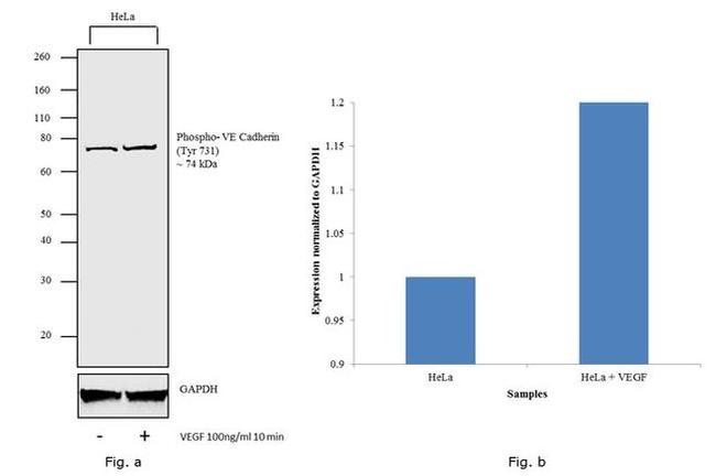 Phospho-VE-cadherin (Tyr731) Antibody in Western Blot (WB)