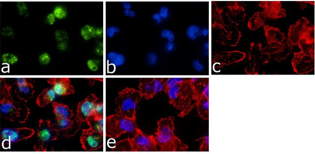 Phospho-AMPK alpha-1,2 (Thr183, Thr172) Antibody in Immunocytochemistry (ICC/IF)