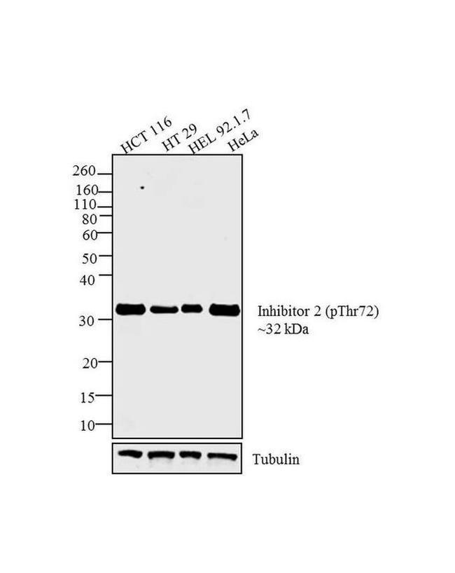 Phospho-PPP1R2 (Thr72) Antibody in Western Blot (WB)