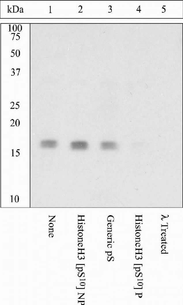 Phospho-Histone H3 (Ser10) Antibody in Western Blot (WB)