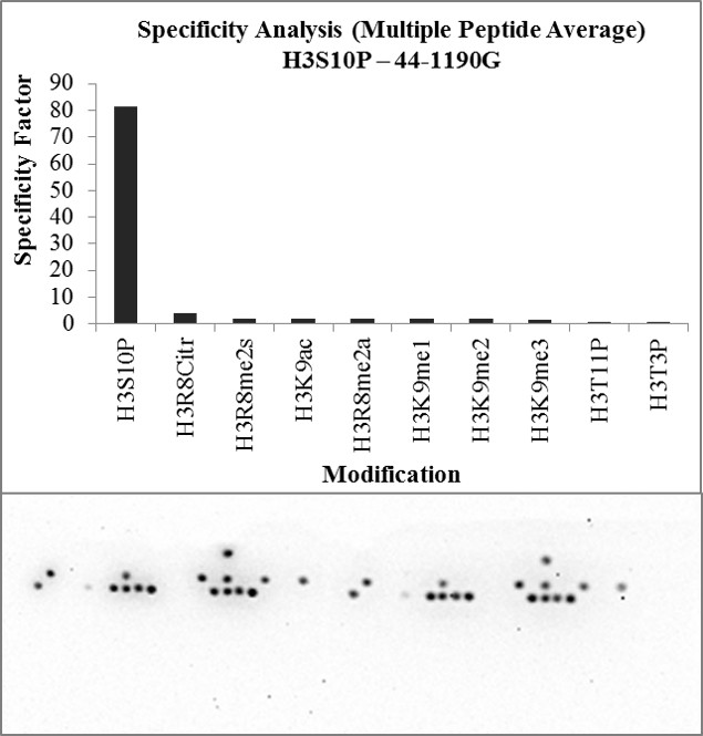 Phospho-Histone H3 (Ser10) Antibody