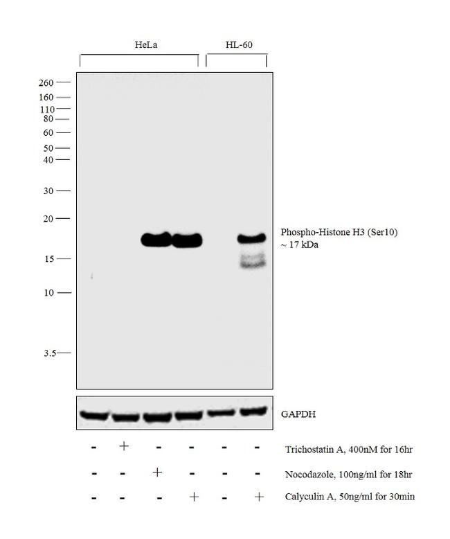 Phospho-Histone H3 (Ser10) Antibody in Western Blot (WB)