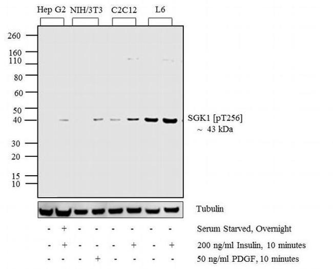 Phospho-SGK1 (Thr256) Antibody in Western Blot (WB)