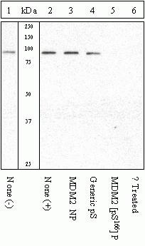 Phospho-MDM2 (Ser166) Antibody in Western Blot (WB)