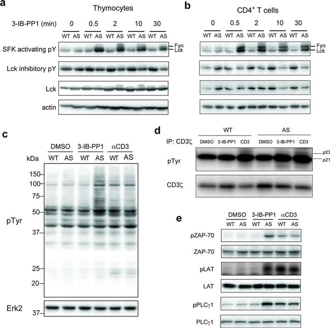 Phospho-LAT (Tyr132) Antibody in Western Blot (WB)