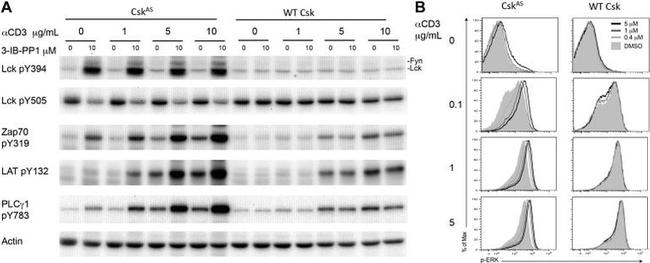 Phospho-PLCG1 (Tyr783) Antibody in Western Blot (WB)