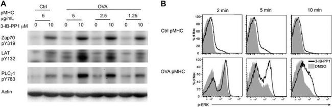 Phospho-LAT (Tyr132) Antibody in Western Blot (WB)