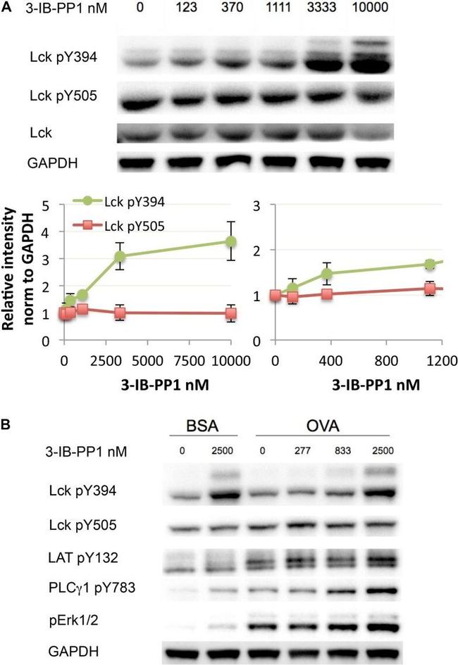 Phospho-LAT (Tyr132) Antibody in Western Blot (WB)