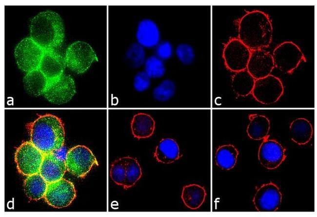 Phospho-Syk (Tyr323, Tyr317) Antibody