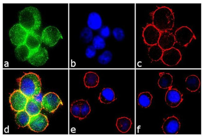 Phospho-Syk (Tyr323, Tyr317) Antibody in Immunocytochemistry (ICC/IF)