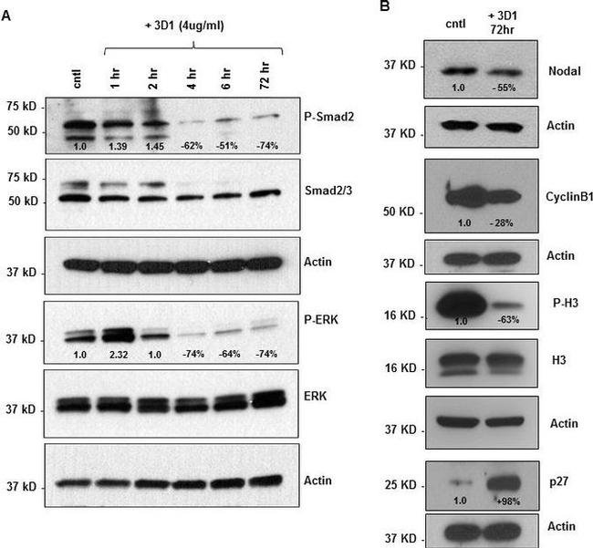 Phospho-SMAD2 (Ser465, Ser467) Antibody in Western Blot (WB)