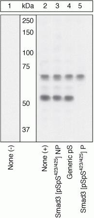 Phospho-SMAD3 (Ser423, Ser425) Antibody in Western Blot (WB)