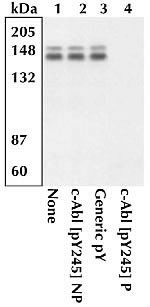 Phospho-c-Abl (Tyr245) Antibody in Western Blot (WB)