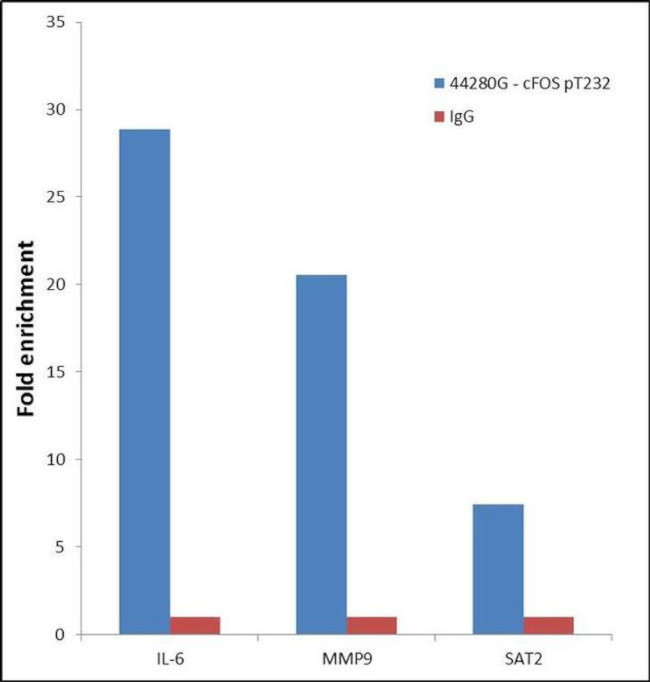 Phospho-c-Fos (Thr232) Antibody