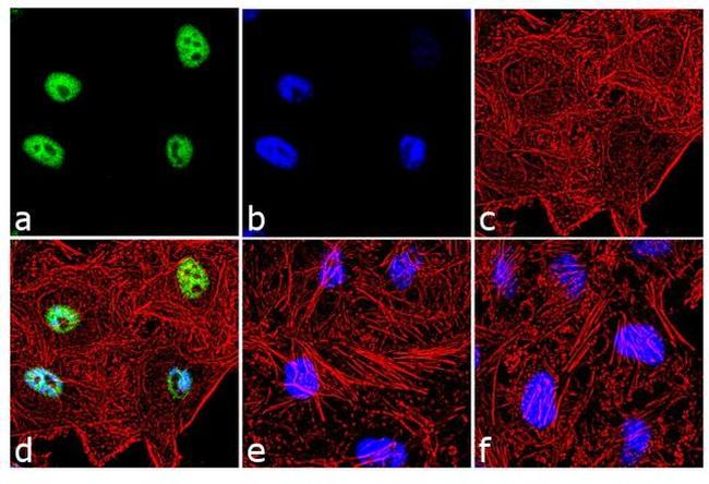 Phospho-c-Fos (Thr232) Antibody