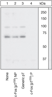 Phospho-c-Fos (Thr232) Antibody in Western Blot (WB)