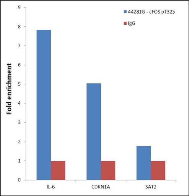 Phospho-c-Fos (Thr325) Antibody in ChIP Assay (ChIP)