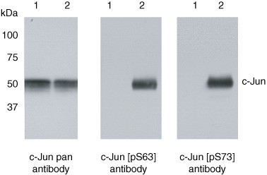 Phospho-c-Jun (Ser73) Antibody in Western Blot (WB)