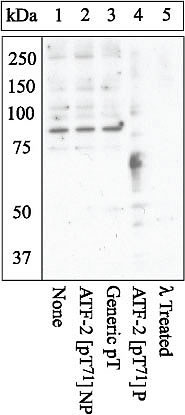 Phospho-ATF2 (Thr71) Antibody in Western Blot (WB)