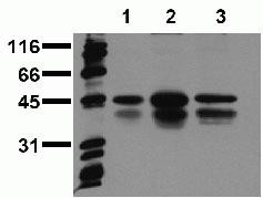 Phospho-CREB (Ser129, Ser133) Antibody in Western Blot (WB)