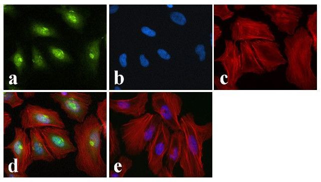 Phospho-CREB (Ser129, Ser133) Antibody in Immunocytochemistry (ICC/IF)