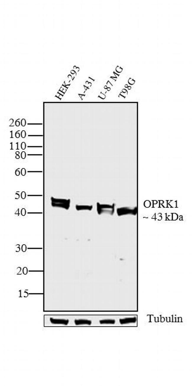 OPRK1 Antibody in Western Blot (WB)