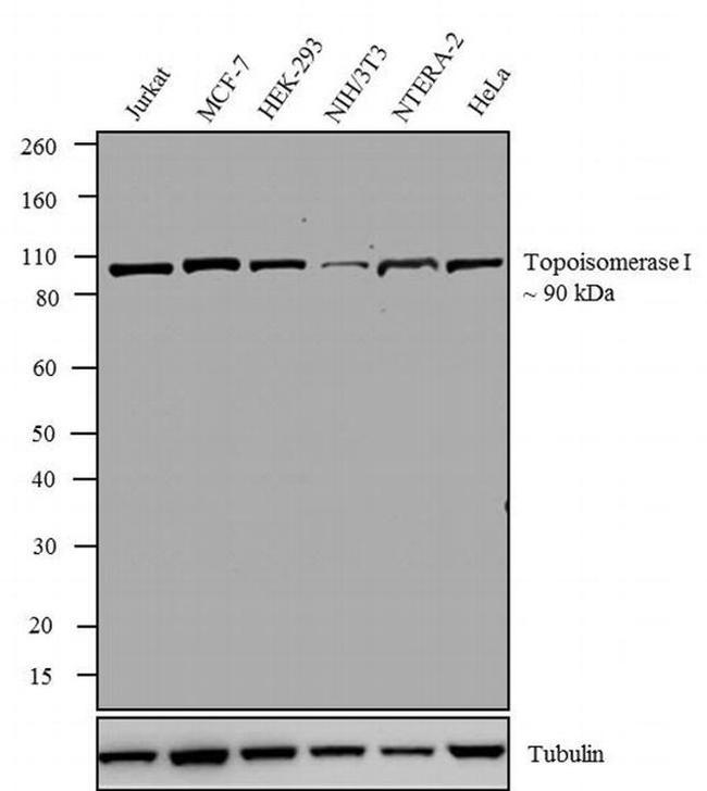 TOP1 Antibody in Western Blot (WB)