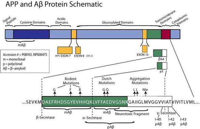 beta Amyloid Antibody