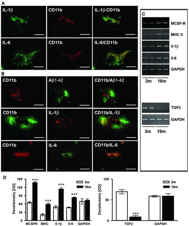 beta Amyloid (1-42) Antibody in Immunohistochemistry (Paraffin) (IHC (P))