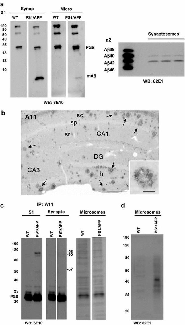 beta Amyloid (1-42) Antibody in Western Blot (WB)