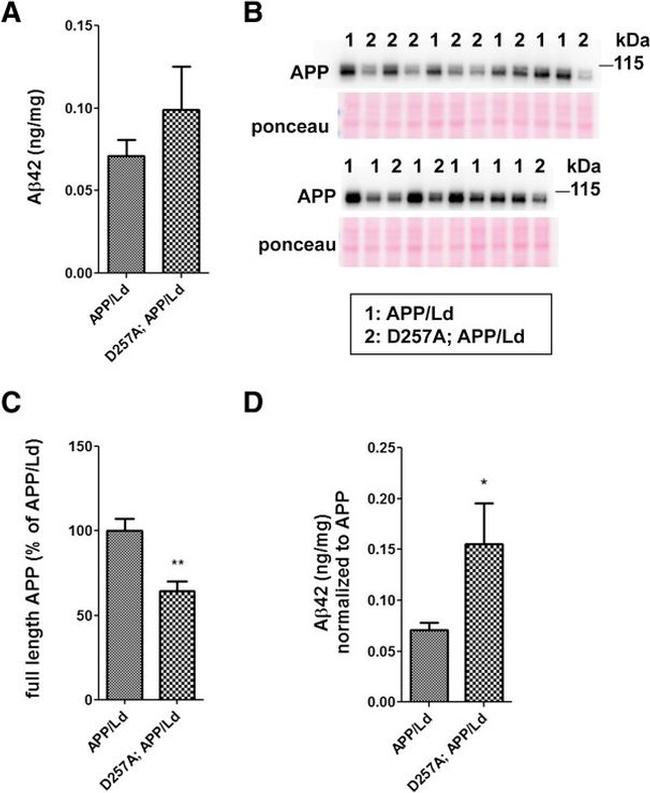 beta Amyloid (1-42) Antibody in Western Blot (WB)