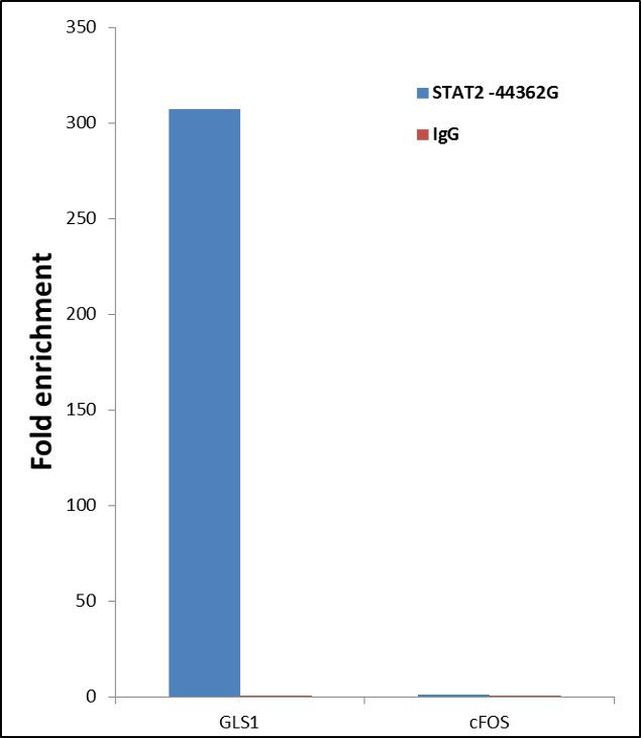 STAT2 Antibody