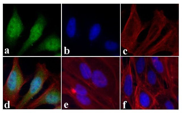 STAT2 Antibody in Immunocytochemistry (ICC/IF)